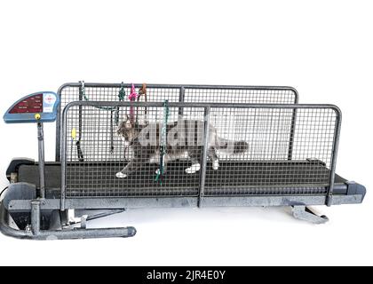 treadmill for cat  in front of white background Stock Photo
