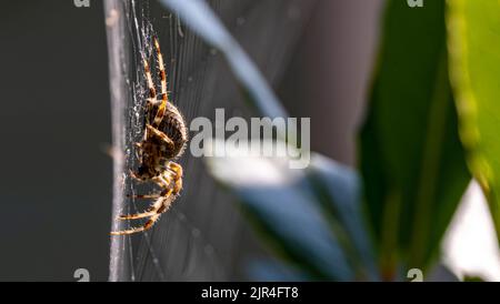 Garden Spider in Web with Natural Leafy Background Stock Photo