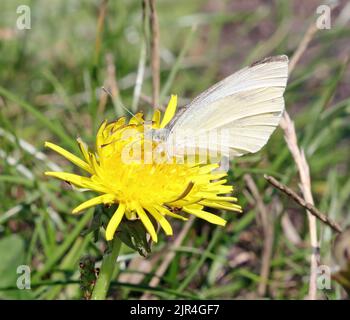 A Large (or Cabbage) White Butterfly (Pieris Brassicae) feeding on nectar from a dandelion flower. Stock Photo