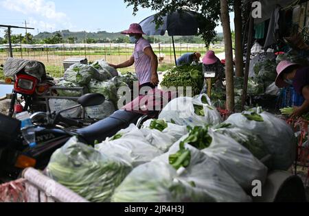 Sanya, China's Hainan Province. 22nd Aug, 2022. Farmers of a farming cooperative load packaged vegetables in Sanya, south China's Hainan Province, Aug. 22, 2022. The local government has strived to ensure the production, transportation, and sale of farming products while combating COVID-19. Credit: Guo Cheng/Xinhua/Alamy Live News Stock Photo