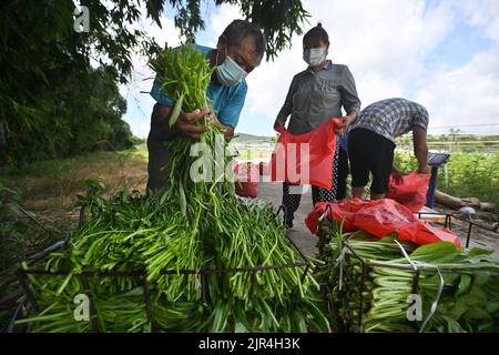Sanya, China's Hainan Province. 22nd Aug, 2022. Farmers of a farming cooperative package newly-picked vegetables in Sanya, south China's Hainan Province, Aug. 22, 2022. The local government has strived to ensure the production, transportation, and sale of farming products while combating COVID-19. Credit: Guo Cheng/Xinhua/Alamy Live News Stock Photo