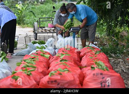 Sanya, China's Hainan Province. 22nd Aug, 2022. Farmers of a farming cooperative package newly-picked vegetables in Sanya, south China's Hainan Province, Aug. 22, 2022. The local government has strived to ensure the production, transportation, and sale of farming products while combating COVID-19. Credit: Guo Cheng/Xinhua/Alamy Live News Stock Photo