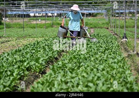 Sanya, China's Hainan Province. 22nd Aug, 2022. A farmer of a farming cooperative waters a field in Sanya, south China's Hainan Province, Aug. 22, 2022. The local government has strived to ensure the production, transportation, and sale of farming products while combating COVID-19. Credit: Guo Cheng/Xinhua/Alamy Live News Stock Photo