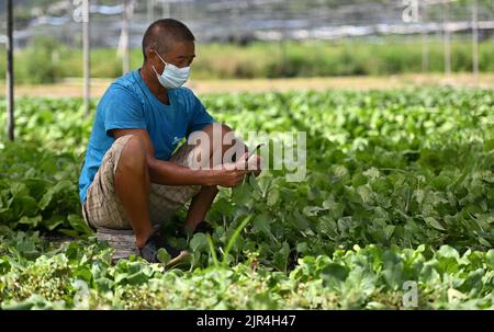 Sanya, China's Hainan Province. 22nd Aug, 2022. A farmer of a farming cooperative picks vegetables in Sanya, south China's Hainan Province, Aug. 22, 2022. The local government has strived to ensure the production, transportation, and sale of farming products while combating COVID-19. Credit: Guo Cheng/Xinhua/Alamy Live News Stock Photo