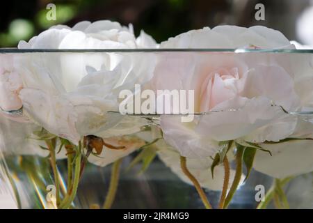 Closeup of white and pink rose flowers floating in a bowl of water Stock Photo