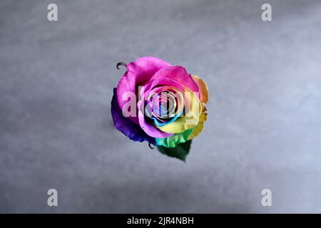 Top view of amazing rainbow multicolored rose flower isolated on grey background. Postcard for Valentine's and Mother's day. Stock Photo