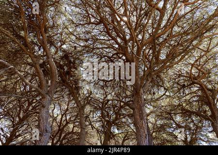 Branches, trunks, and crowns of large brown pine trees with almost no leaves view from bottom to top Stock Photo