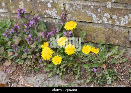 common dandelion (Taraxacum officinale), with red dead nettle, Lamium purpureum, at the foot of a wall, Germany Stock Photo