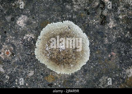 rim lichen (Lecanora muralis, Protoparmeliopsis muralis, Lecanora alboeffigurata, Lecanora albomarginata, Lecanora diffracta, Placolecanora muralis), Stock Photo