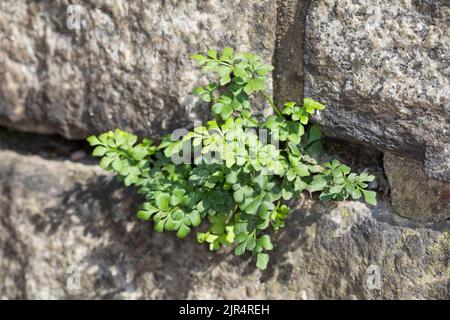 Wallrue spleenwort (Asplenium ruta-muraria), in the gaps of a stone wall, Germany Stock Photo