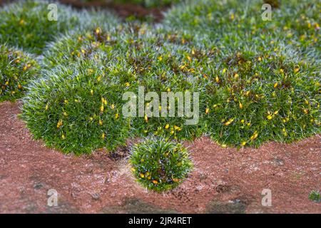 Silver Sidewalk Cushion Moss, (Grimmia pulvinata), grows on a wall, Germany Stock Photo
