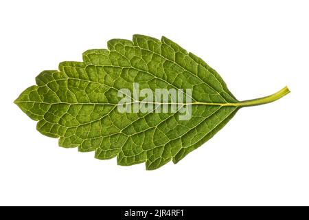 Lemon balm, Garden balm (Melissa officinalis), leaf, cut-out Stock Photo