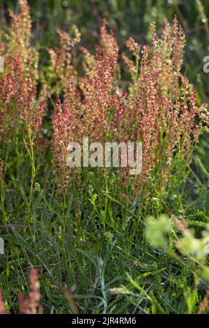 Sheep's Sorrel, Red Sorrel, Sour Weed, Field Sorrel (Rumex acetosella), blooming, Germany Stock Photo