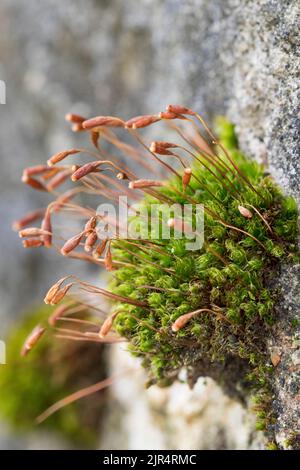 Capillary Thread-moss (Bryum capillare, Ptychostomum capillare), on a stone wall, Germany Stock Photo