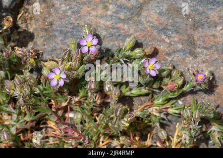 red sandspurry, sand spurrey, purple sandspurry (Spergularia rubra), grows in a paving gap, Germany Stock Photo