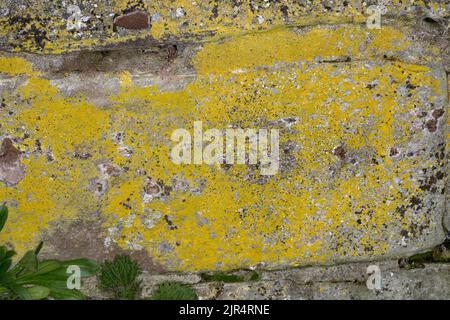 lichen (Candelariella vitellina), grows on a wall, Germany Stock Photo