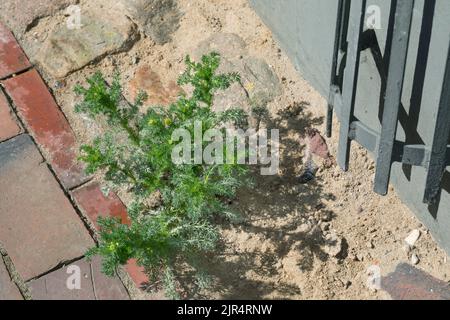 Pineappleweed, Wild chamomile, Disc mayweed (Matricaria discoidea, Matricaria matricarioides), grows in the gaps of a pavement in a city, Germany Stock Photo