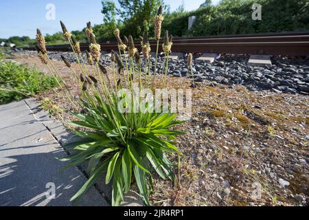 buckhorn plantain, English plantain, ribwort plantain, rib grass, ripple grass (Plantago lanceolata), next to rail tracks, Germany Stock Photo