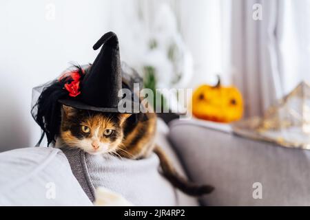 Multicolored cat with a suspicious look sits on a gray sofa in a witch's hat with Jack's Halloween pumpkin in the background. Autumn fall holidays hom Stock Photo