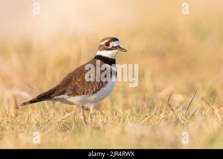 killdeer plover (Charadrius vociferus), stands ina dry meadow, Canada, Manitoba, Oak Hammock Marsh Wetland Stock Photo