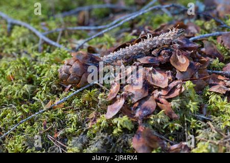European red squirrel, Eurasian red squirrel (Sciurus vulgaris), remains of spruce cones on mossy forest ground, Scandinavia Stock Photo