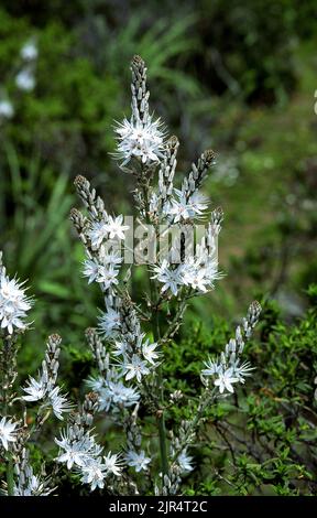 Summer asphodel, Common asphodel, Tall asphodel (Asphodelus aestivus, Asphodelus microcarpus), blooming, Italy, Sardegna Stock Photo