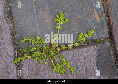 Smooth rupturewort, Smooth burstwort (Herniaria glabra), grows in paving gap, Germany Stock Photo