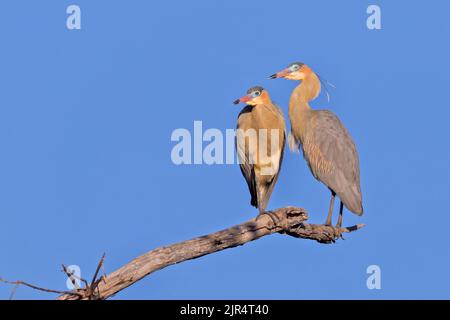 whistling heron (Syrigma sibilatrix), pair perched on a branch, Brazil, Pantanal Stock Photo