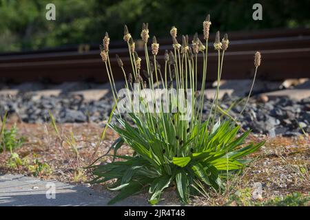 buckhorn plantain, English plantain, ribwort plantain, rib grass, ripple grass (Plantago lanceolata), next to rail tracks, Germany Stock Photo