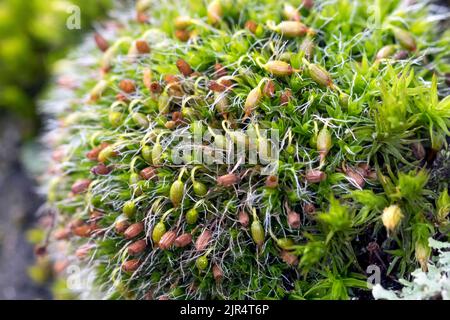 Silver Sidewalk Cushion Moss, (Grimmia pulvinata), grows on a wall, macro shot, Germany Stock Photo