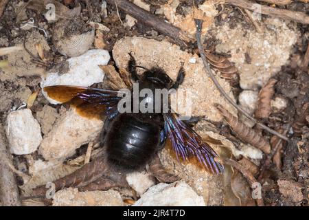 Violet carpenter bee (Xylocopa violacea), sits on the ground, Germany Stock Photo