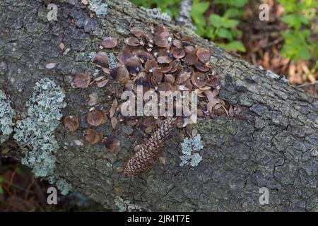 European red squirrel, Eurasian red squirrel (Sciurus vulgaris), remains of spruce cones on a tree trunk, Scandinavia Stock Photo
