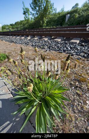 buckhorn plantain, English plantain, ribwort plantain, rib grass, ripple grass (Plantago lanceolata), next to rail tracks, Germany Stock Photo