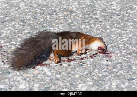 European red squirrel, Eurasian red squirrel (Sciurus vulgaris), lying dead on the road, Scandinavia Stock Photo