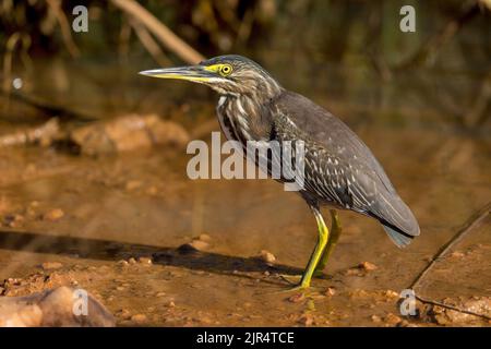 Striated heron, Mangrove heron, Little heron, Green-backed heron (Butorides striata, Butorides striatus), stands in shallow water, Brazil, Pantanal Stock Photo