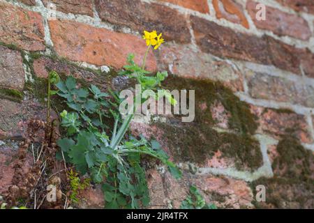greater celandine (Chelidonium majus), grows in the gaps of a wall, Germany Stock Photo