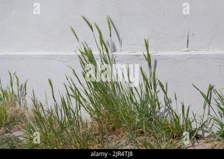 mouse barley (Hordeum murinum), in paving gaps at a house wall, Germany Stock Photo