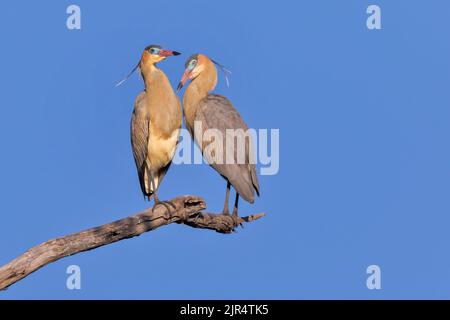 whistling heron (Syrigma sibilatrix), pair perched on a branch, Brazil, Pantanal Stock Photo