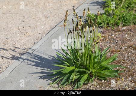 buckhorn plantain, English plantain, ribwort plantain, rib grass, ripple grass (Plantago lanceolata), blooming, Germany Stock Photo