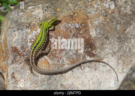 Italian wall lizard, ruin lizard, European wall lizard (Podarcis siculus, Lacerta sicula), male, Croatia Stock Photo