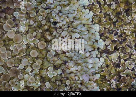 rim lichen (Lecanora muralis, Protoparmeliopsis muralis, Lecanora alboeffigurata, Lecanora albomarginata, Lecanora diffracta, Placolecanora muralis), Stock Photo