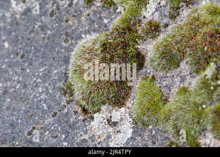 Silver Sidewalk Cushion Moss, (Grimmia pulvinata), grows on a wall, Germany Stock Photo