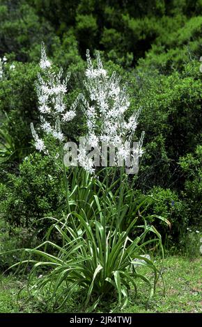 Summer asphodel, Common asphodel, Tall asphodel (Asphodelus aestivus, Asphodelus microcarpus), blooming, Italy, Sardegna Stock Photo