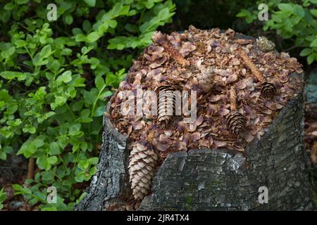 European red squirrel, Eurasian red squirrel (Sciurus vulgaris), remains of spruce cones on a tree stub, Scandinavia Stock Photo