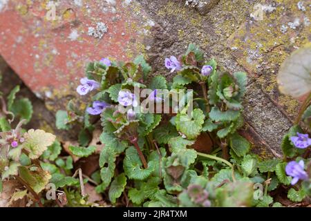 gill-over-the-ground, ground ivy (Glechoma hederacea), grows in paving gap, Germany Stock Photo