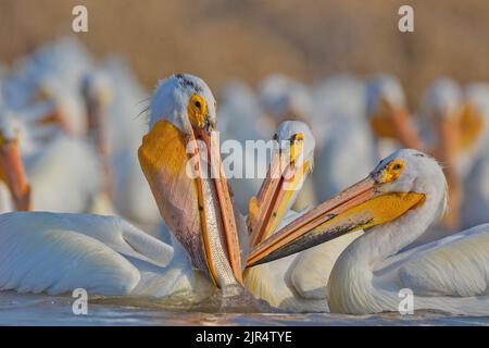 American white pelican (Pelecanus erythrorhynchos), group, one of them with caught fish, Canada, Manitoba, Delta Beach Stock Photo