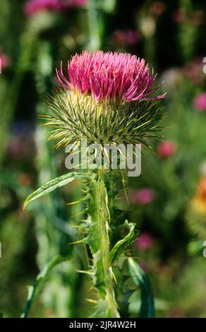 cotton thistle, scotch thistle (Onopordum acanthium), blooming, Germany Stock Photo