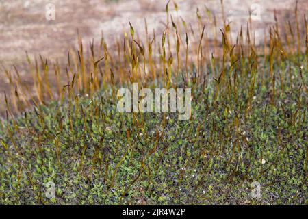Tortula Moss, wall screw-moss (Tortula muralis), grows in the gaps of a wall, Germany Stock Photo