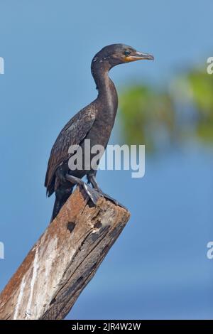 Neotropic cormorant (Nannopterum brasilianus, Phalacrocorax brasilianus, Phalacrocorax olivaceus), on a wooden post, Brazil, Pantanal Stock Photo