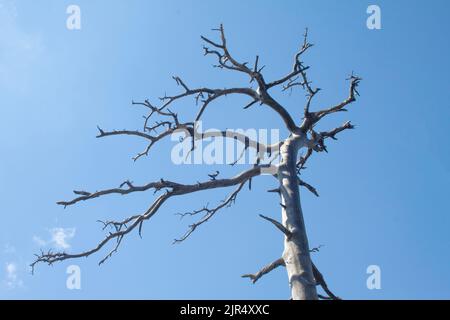 Dried tree and branches with sky as background Stock Photo